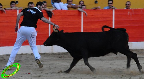 Concurso de recortadores con anillas de Ricla (Zaragoza) ganaderia Hnos. Vela (Mallen, Zaragoza) 4653347787_efb2871d31