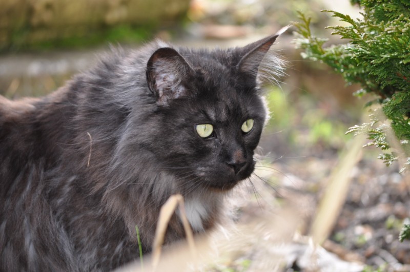 Hermès, 2 ans, superbe chat gris !! - Page 4 4470578965_28a1c4b5e1_o