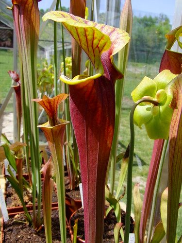 Des sarracenia pour changer... 4560456110_2e99acdee2