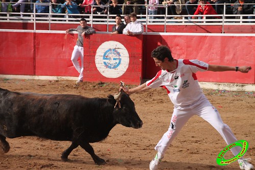 Cenicero (La Rioja) 15 de mayo concurso de recortadores con anillas, ganaderias Santos Zapateria (Valtierra, Navarra) y Herederos de Angel Macua (Larraga, Navarra) 4618952601_0dbb4e50a0