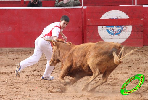 Cenicero (La Rioja) 15 de mayo concurso de recortadores con anillas, ganaderias Santos Zapateria (Valtierra, Navarra) y Herederos de Angel Macua (Larraga, Navarra) 4619584050_7aed59a580