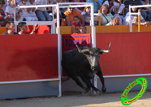 Concurso recortadores de Tauste 24-04-2010 ganaderias Jose Antonio Murillo Romeo y Francisco Murillo Conde (Tauste, Zaragoza) 4581944904_5296a99234