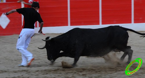 Concurso de recortadores con anillas de Ricla (Zaragoza) ganaderia Hnos. Vela (Mallen, Zaragoza) 4653982062_6d666bfac7