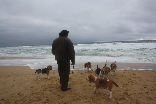 Marius et ses beagles à Messanges ( Landes ).