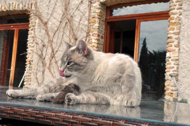 Hermès, 2 ans, superbe chat gris !! - Page 4 4506343038_b350df622d_o