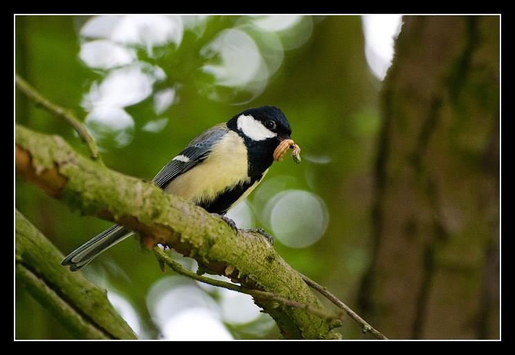 Petite mésange du jardin 4656648630_eb9310eb8a_b