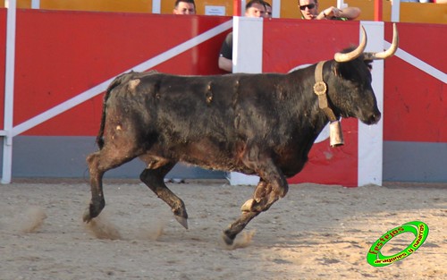 Concurso recortadores de Tauste 24-04-2010 ganaderias Jose Antonio Murillo Romeo y Francisco Murillo Conde (Tauste, Zaragoza) 4581968554_a03d507617