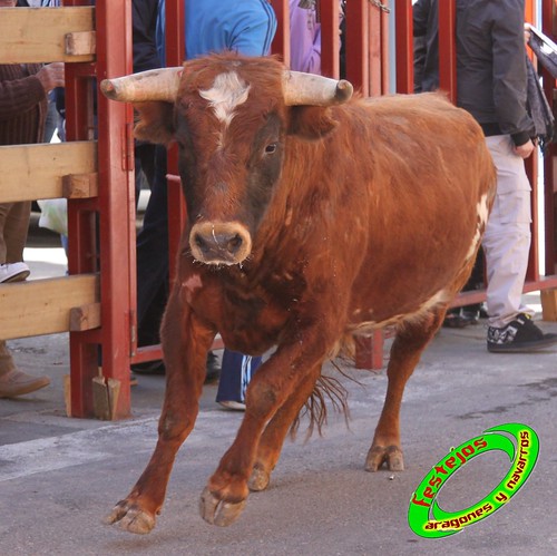 Castejon (Navarra) mañana 27-03-2010 ganaderia Pacual Nechita (Castejon, Navarra) 4493911121_a71070ee8b