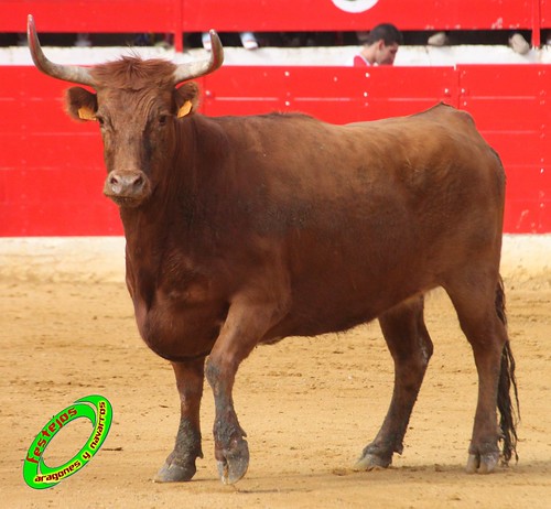 Alfaro (La Rioja)  16 de mayo Concurso de recortadores con anillas, ganaderia Jose Arriazu e Hijos (Ablitas, Navarra) 4639243744_1fbac35149