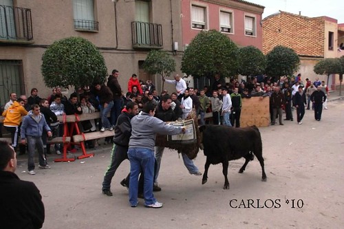 CABAÑAS DE EBRO  24--01-10 GANADERIA RAFAEL ALARCON 4312220122_76fe4cee89