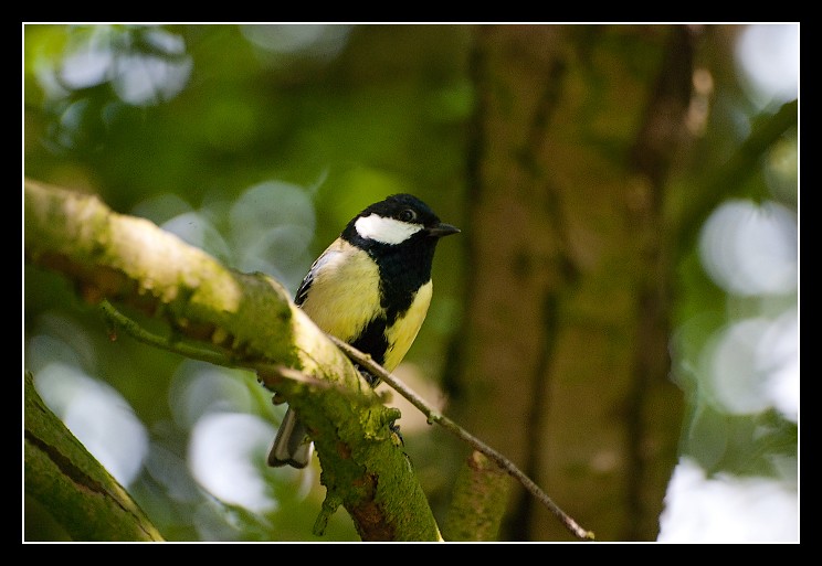 Petite mésange du jardin 4656028725_cb1c5d4aec_b