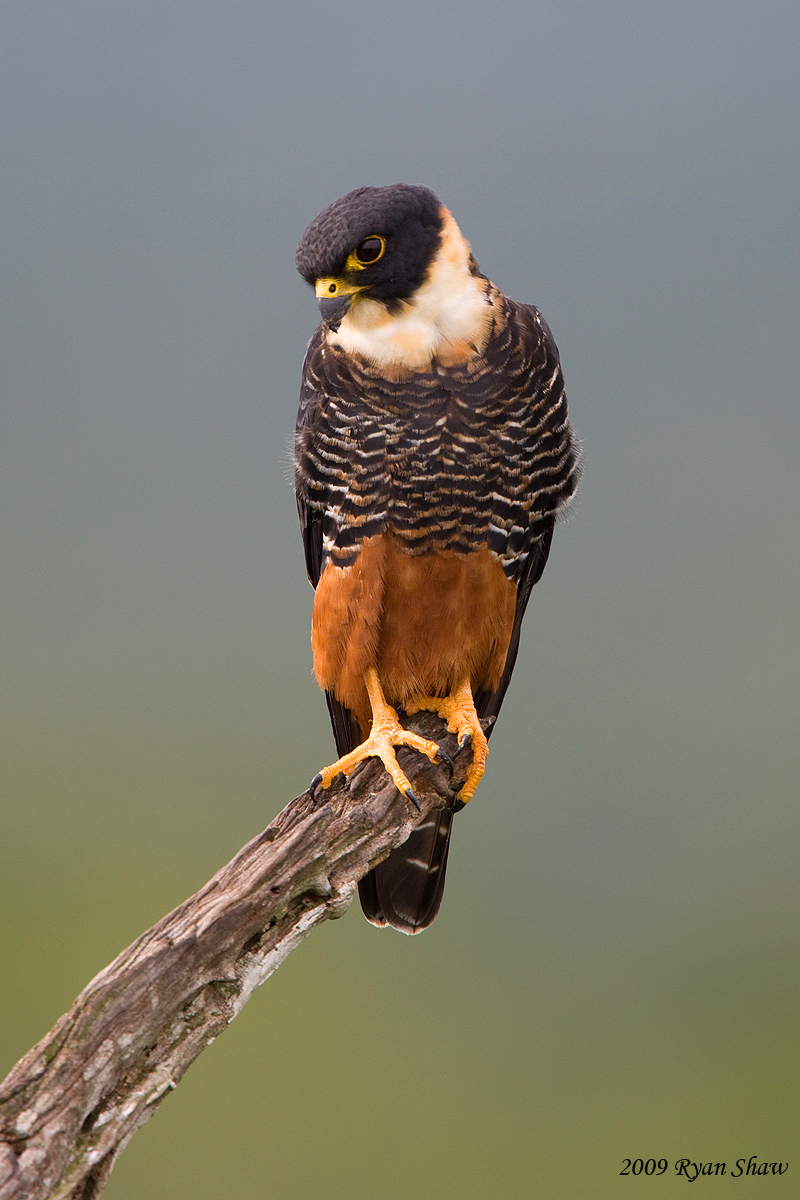 Falconiformes. sub Falconidae - sub fam Falconinae - gênero Falco - Página 2 4259554073_60b7966da9_o