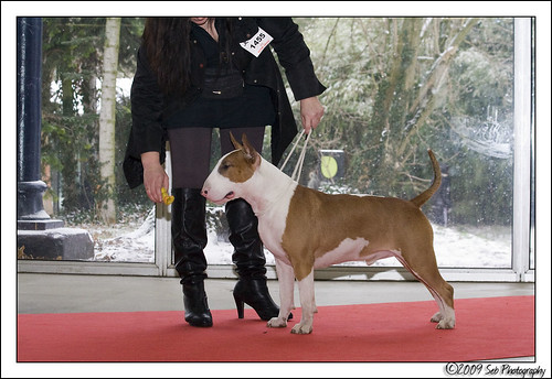 Paris Dog Show 9 Janvier 2010 4260596956_99fc0e3387