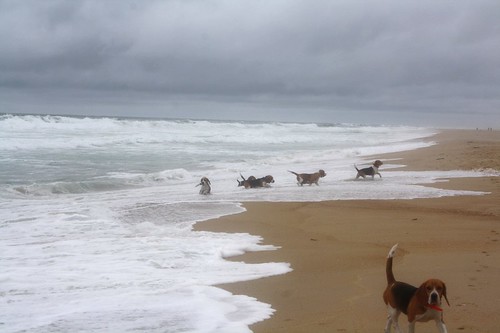 Mes beagles sur une plage de l'Atlantique..