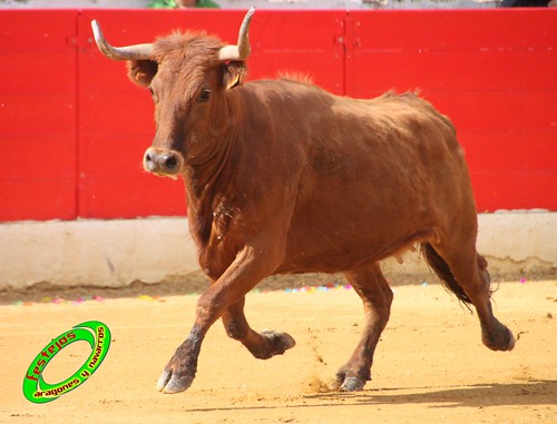 Alfaro (La Rioja)  16 de mayo Concurso de recortadores con anillas, ganaderia Jose Arriazu e Hijos (Ablitas, Navarra) 4638658769_a9fa6a8ce1