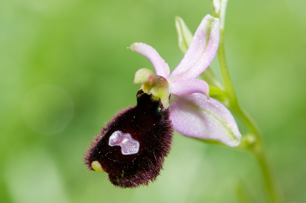 Ophrys bertolonii bertolonii ("aurelia") 4581612174_9216f2fe37_b_d