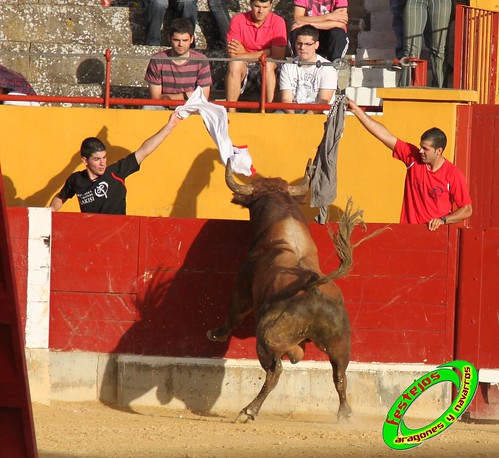 Alagon (Zaragoza) 11-6-2010 desafio de ganaderia entre Jose Luis Cuartero (Pradilla de Ebro, Zaragoza) y Jose Arriazu e Hijos (Ablitas, Navarra) 4708712783_a44593d919