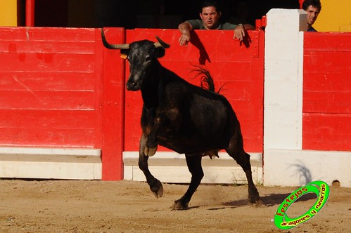 Concurso de recortadores con anillas de Ricla (Zaragoza) ganaderia Hnos. Vela (Mallen, Zaragoza) 4653335941_9327349a91