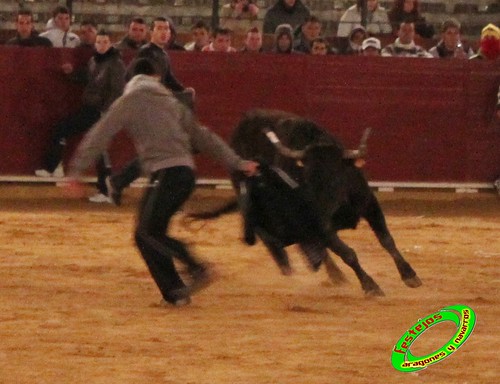 Toro Júbilo. Ganadería Adolfo Martín (Miajadas, Cáceres) y vacas de Hnos. Orero Lecris (Barracas, Castellon) 4383131678_b7a8fd0be4