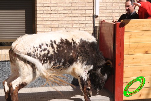 Castejon (Navarra) mañana 27-03-2010 ganaderia Pacual Nechita (Castejon, Navarra) 4493914529_7830e257d6