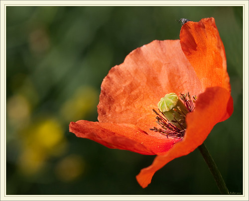 Gentil Coquelicot 4635590886_b8b01788ea