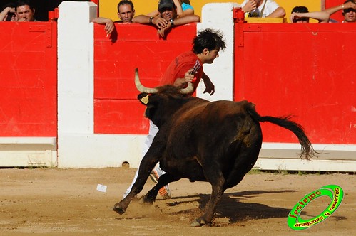 Concurso de recortadores con anillas de Ricla (Zaragoza) ganaderia Hnos. Vela (Mallen, Zaragoza) 4653944382_08bd2c444a