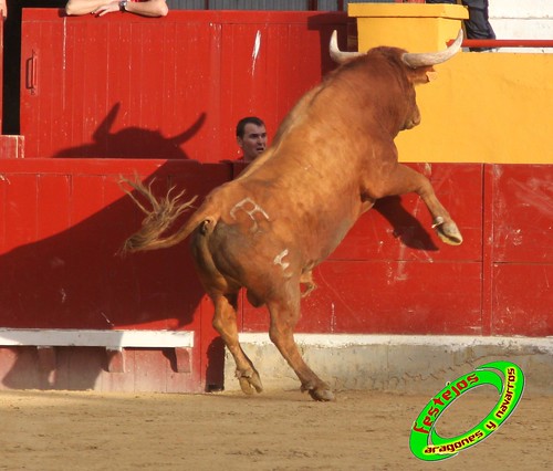 Alagon (Zaragoza) 11-6-2010 desafio de ganaderia entre Jose Luis Cuartero (Pradilla de Ebro, Zaragoza) y Jose Arriazu e Hijos (Ablitas, Navarra) 4708707415_b5081295e8