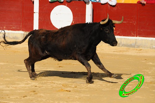 una anilla por Haiti (Alagon, Zaragoza) ganaderias Jose Luis Cuartero (Pradilla de Ebro, Zaragoza) y Logroño Tovar (Pedrola, Zaragoza) 4417039679_5e42cbf089