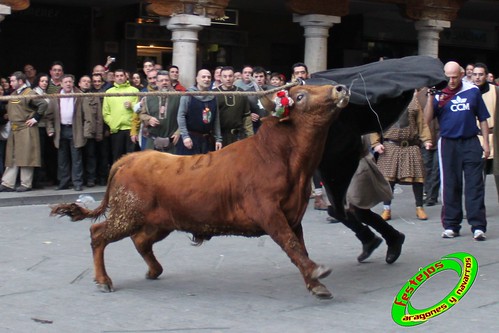 Toros ensogados (Teruel) 4379810724_b18ee46ce0