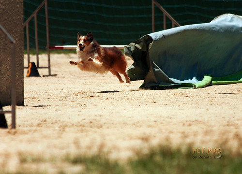 Fotos do Agility 21/02_PET PICS 4383816712_528bb248c8