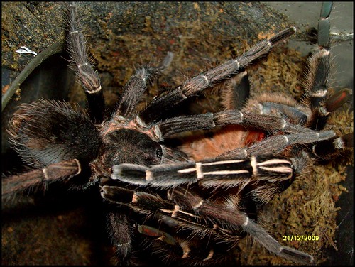 aphonopelma seemani - Page 3 4211208088_ecfa3c128a