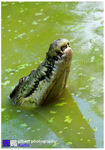 Crocodile