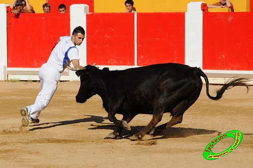 Concurso de recortadores con anillas de Ricla (Zaragoza) ganaderia Hnos. Vela (Mallen, Zaragoza) 4653911456_bbf035d1e7