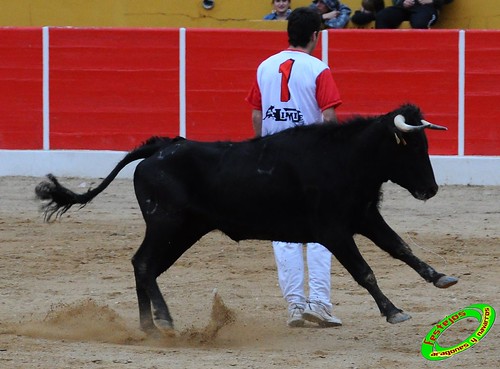 Concurso de cortes de Ricla ganaderia Ana Corera (Larraga, Navarra) 4641651557_d3ff650917