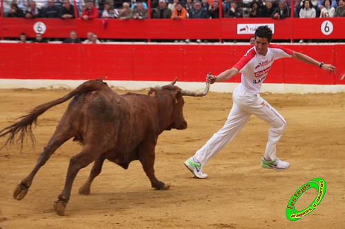 Alfaro (La Rioja)  16 de mayo Concurso de recortadores con anillas, ganaderia Jose Arriazu e Hijos (Ablitas, Navarra) 4639234392_3cbc925728