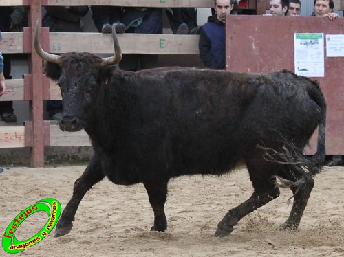 Villatuerta (Navarra) 6-03-2010 ganaderia Macua (Larraga, Navarra) 4423083808_87c0946625