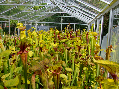 Sarracenia... 4696326763_9cfd87489b