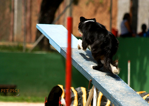 Fotos do Agility 21/02_PET PICS 4376772499_d392f7d491