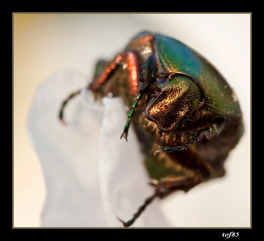 coléoptère LA CÉTOINE DORÉE (Cetonia aurata)