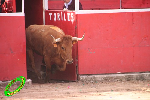 Cenicero (La Rioja) 15 de mayo concurso de recortadores con anillas, ganaderias Santos Zapateria (Valtierra, Navarra) y Herederos de Angel Macua (Larraga, Navarra) 4618927529_cac41c6447