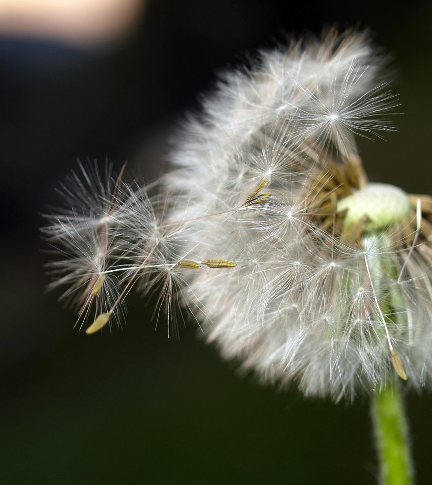 C'était ce printemps, un coup de vent 4365787682_c52a462551_o