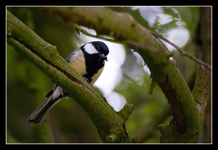 Petite mésange du jardin 4656649356_e05f84f9be_b