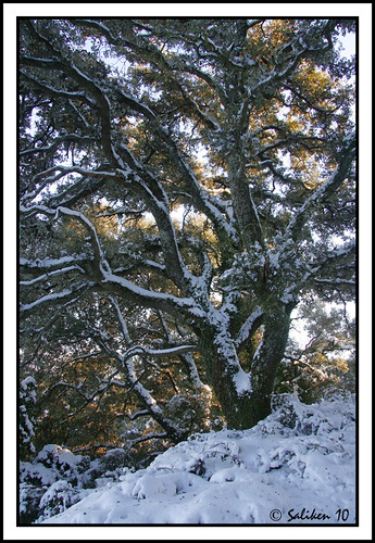 encina nevada