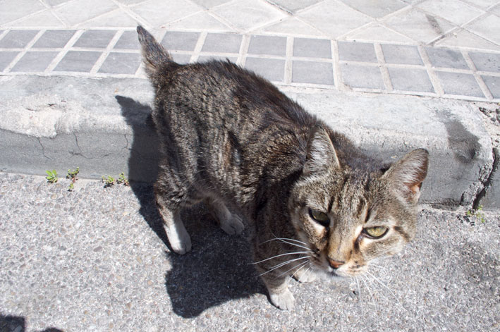 Doña Sumé Ayuda para sacar de la calle a gata casera y abandonada. Ahora está herida. Madrid 4577690781_d6149bbb2f_o