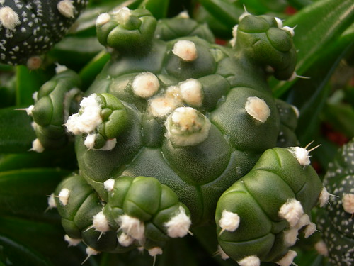 Astrophytum cultivars. 4590622970_0e04d24073