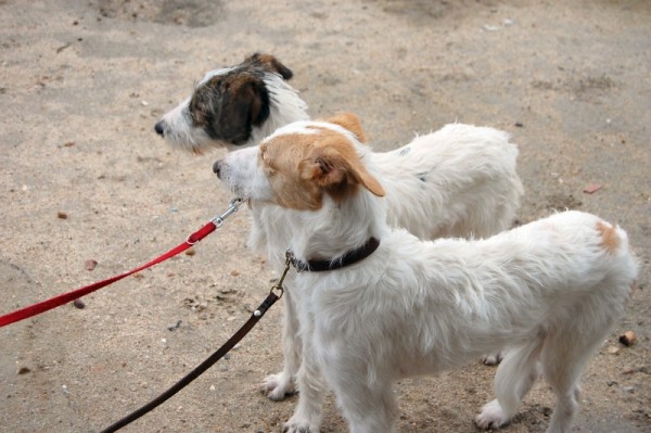 *TURIN (abril 2009), perrito de tamaño grande tirado como un cacharro viejo. Es muy miedoso, necesita un adoptante especial que le ayude a confiar. PROA Madrid (Solo en adopcion en la comunidad de Madrid) (PE) 4798325719_346eb37915_z