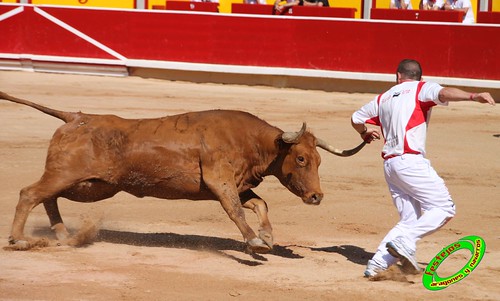 Concurso de recortadores con anillas de Pamplona (Navarra) ganaderias Santos Zapateria (Valtierra, Navarra), Herederos de Angel Macua (Larraga, Navarra), Jose Arriazu e Hijos (Ablitas, Navarra) y Vicente Dominguez (Funes, Navarra) 4793405863_8d938d1d40