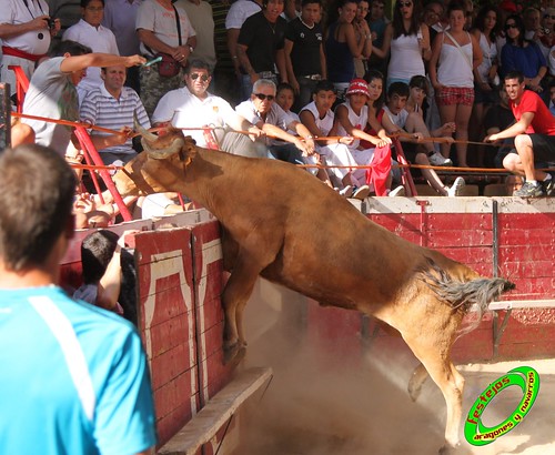 Cadreita (Navarra) 16-07-2010 GANADERIA SANTOS ZAPATERIA (Valtierra, Navarra) 4853349145_42bf909cd5