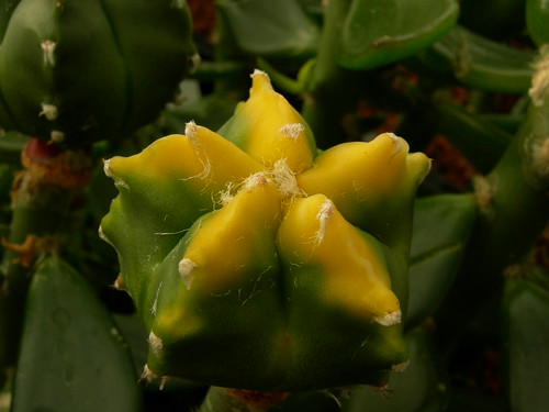 Astrophytum cultivars. 4815029130_0c1345120b