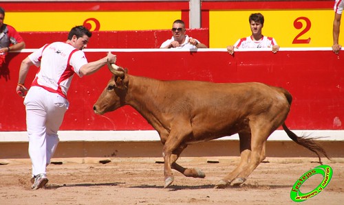 Concurso de recortadores con anillas de Pamplona (Navarra) ganaderias Santos Zapateria (Valtierra, Navarra), Herederos de Angel Macua (Larraga, Navarra), Jose Arriazu e Hijos (Ablitas, Navarra) y Vicente Dominguez (Funes, Navarra) 4794077148_5b71c84af2